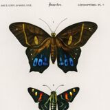 Poster about exotic butterflies, based on an old engraving from 1849.