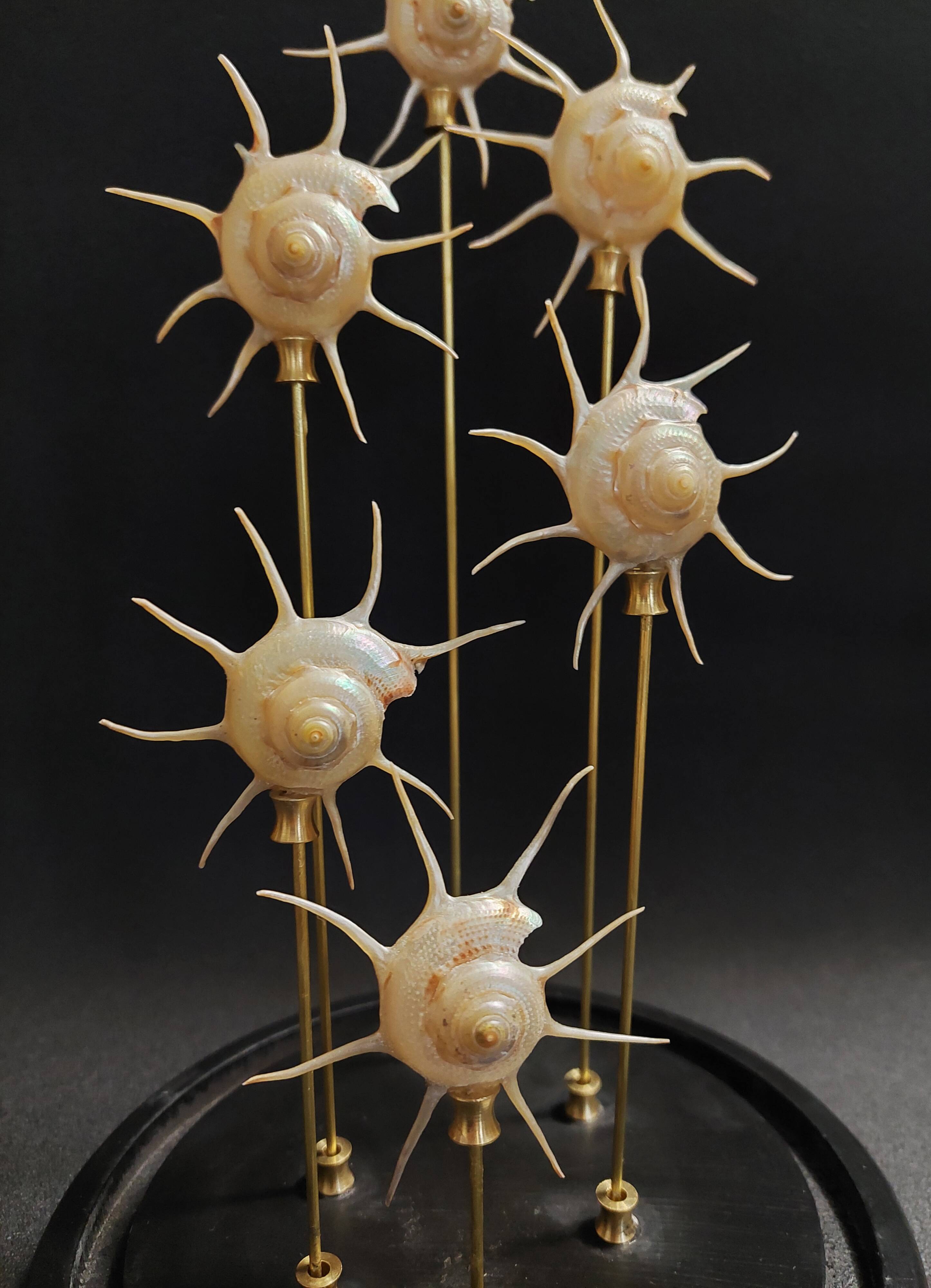 Cabinet de Curiosités globe aux coquillages guildfordia yoka nacrés