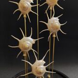 Cabinet of Curiosities globe with pearly Guildfordia Yoka shells