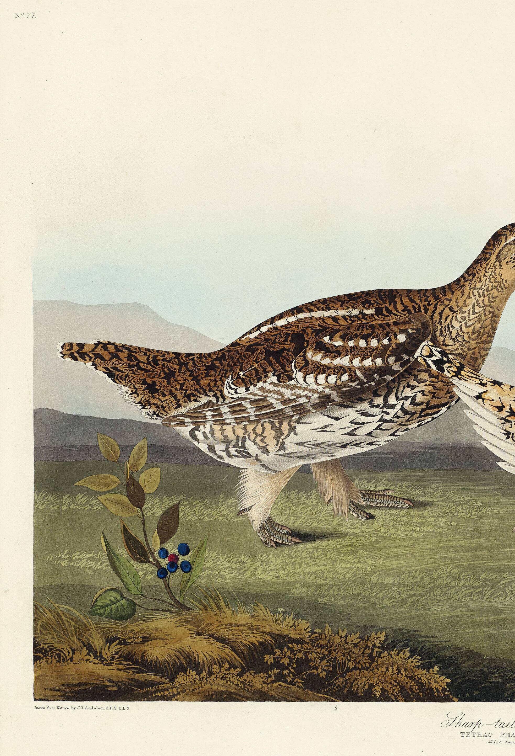 Poster about the Sharp-tailed Grouse, based on an old engraving from 1827.