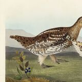 Poster about the Sharp-tailed Grouse, based on an old engraving from 1827.