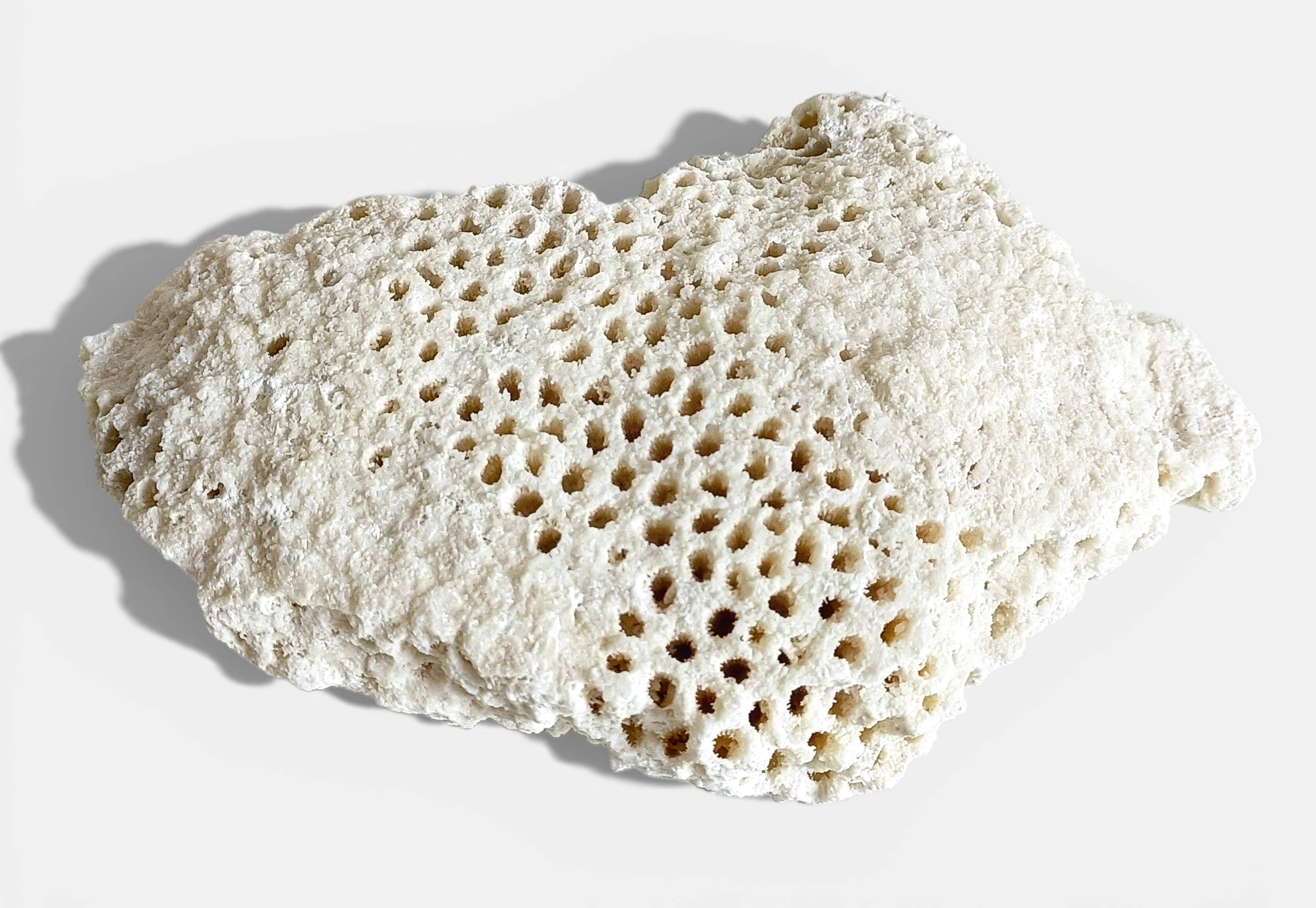 Sculptural White Coral Fossil, Organic Modern Decor from South Asia