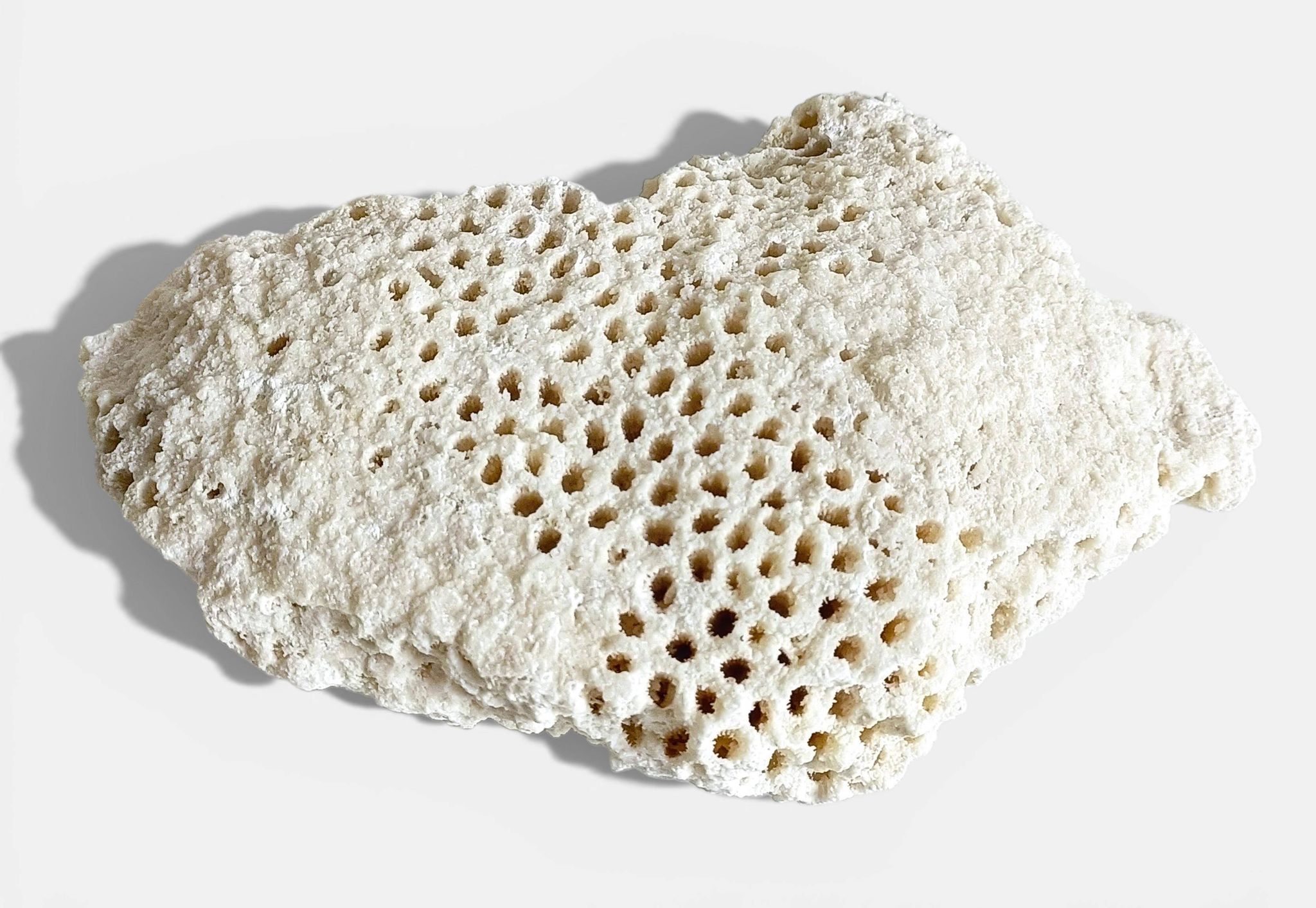 Sculptural White Coral Fossil, Organic Modern Decor from South Asia