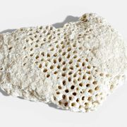 Sculptural White Coral Fossil, Organic Modern Decor from South Asia