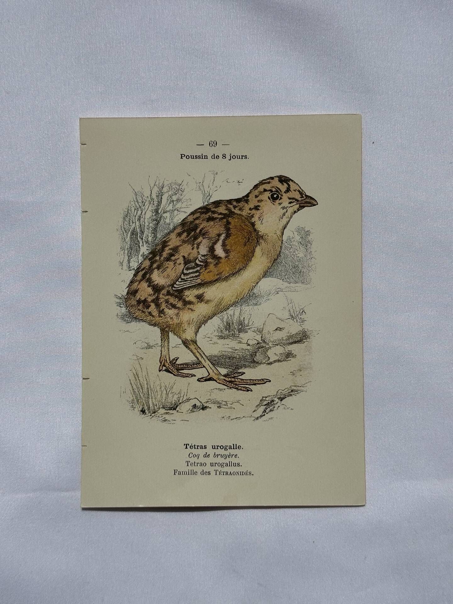 🐦 Botanical Plate Engraving of Birds Naturalist 19th Century Double-sided A