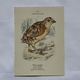 🐦 Botanical Plate Engraving of Birds Naturalist 19th Century Double-sided A