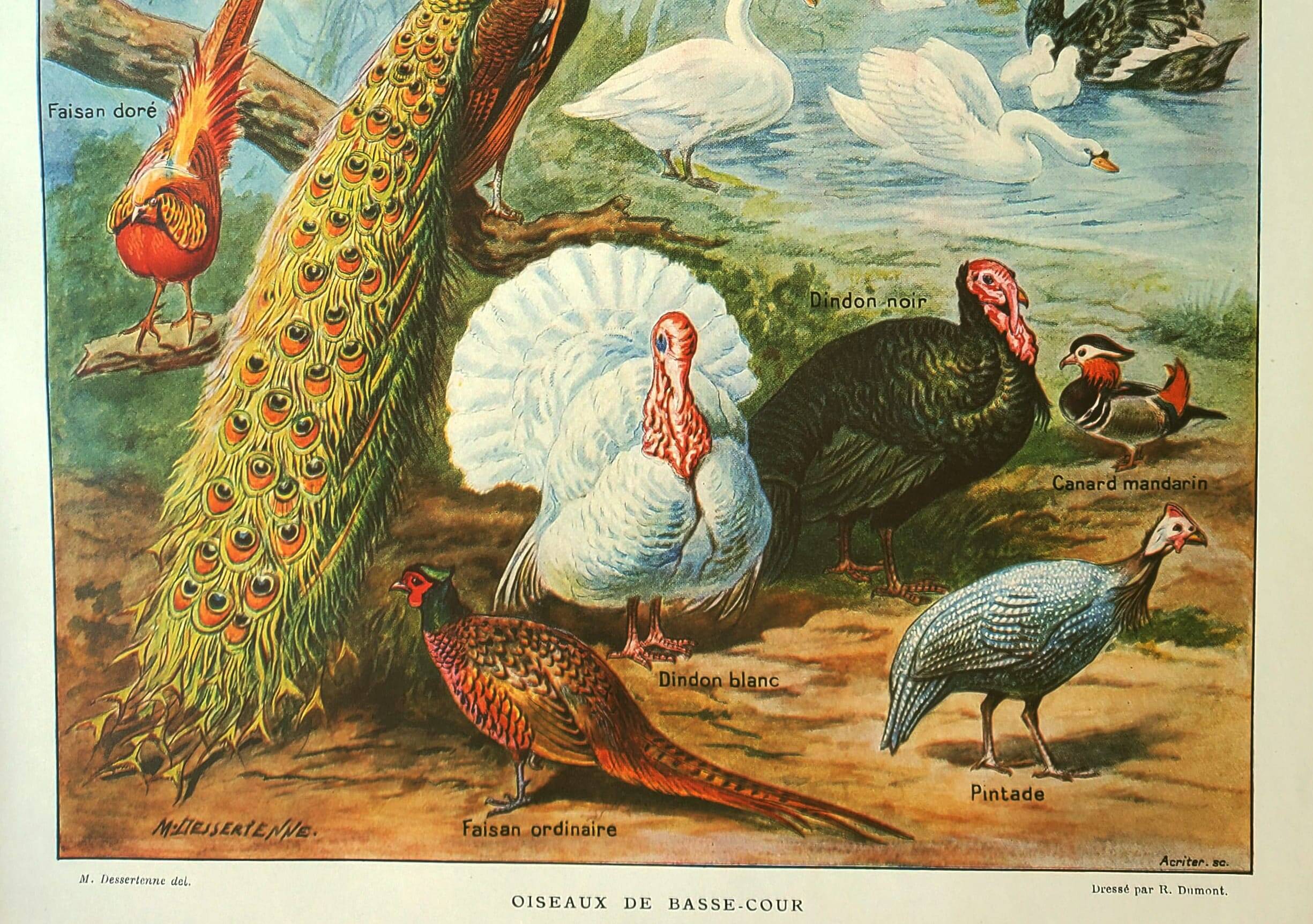 Old lithograph 1921. Dessertenne - Farmyard animals 2 - engraving