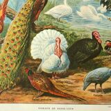 Old lithograph 1921. Dessertenne - Farmyard animals 2 - engraving