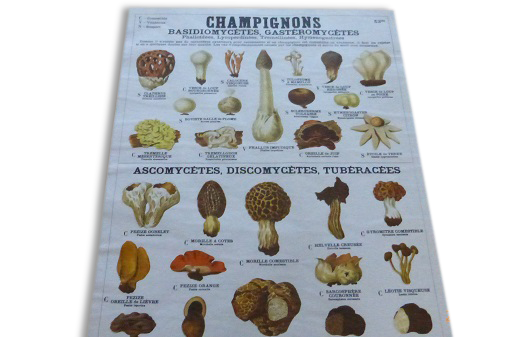 Educational poster DEYROLLE