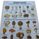 Educational poster DEYROLLE