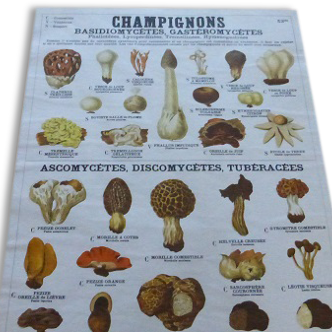 Educational poster DEYROLLE