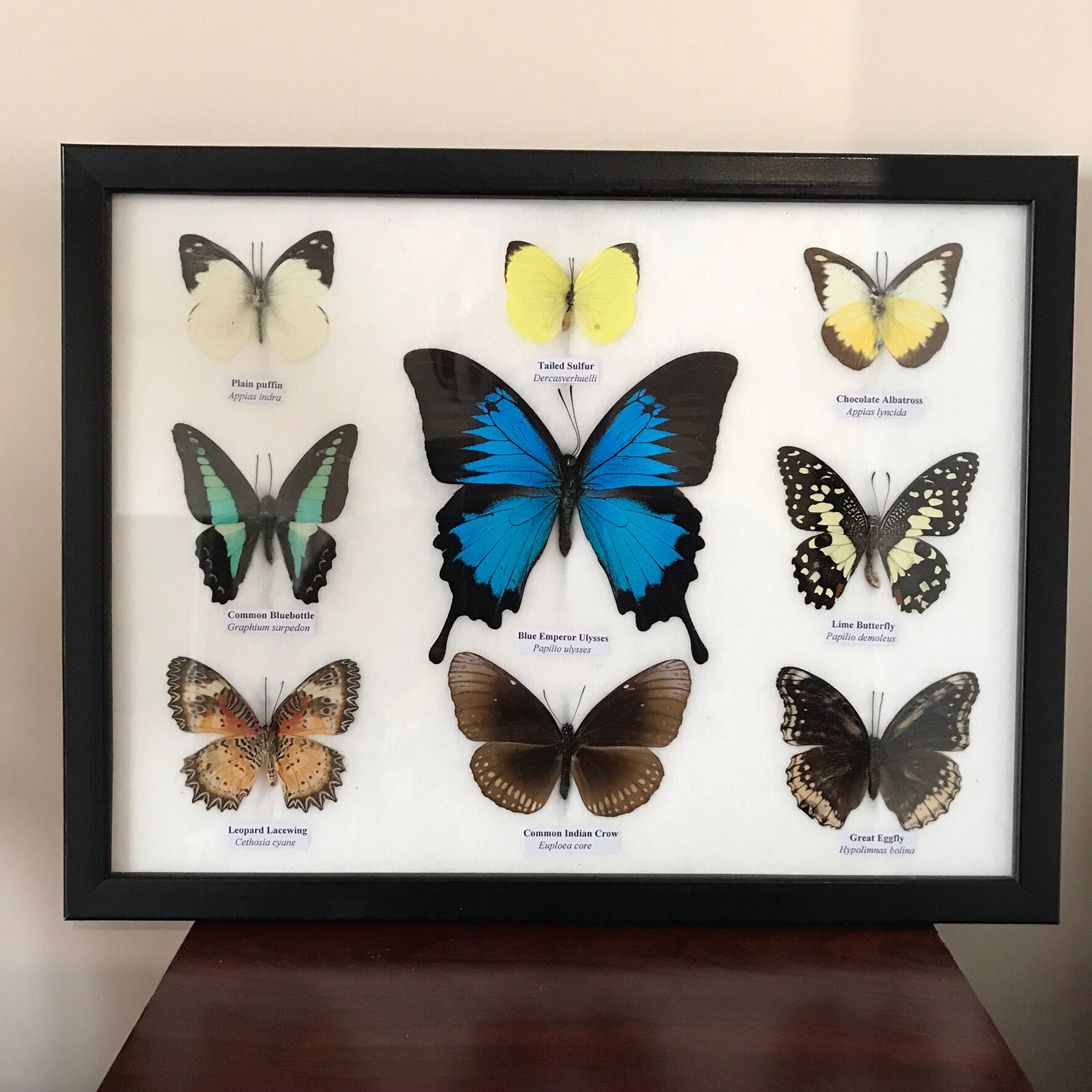Frame Butterflies assortment of 9 around blue emperor 33 x 25