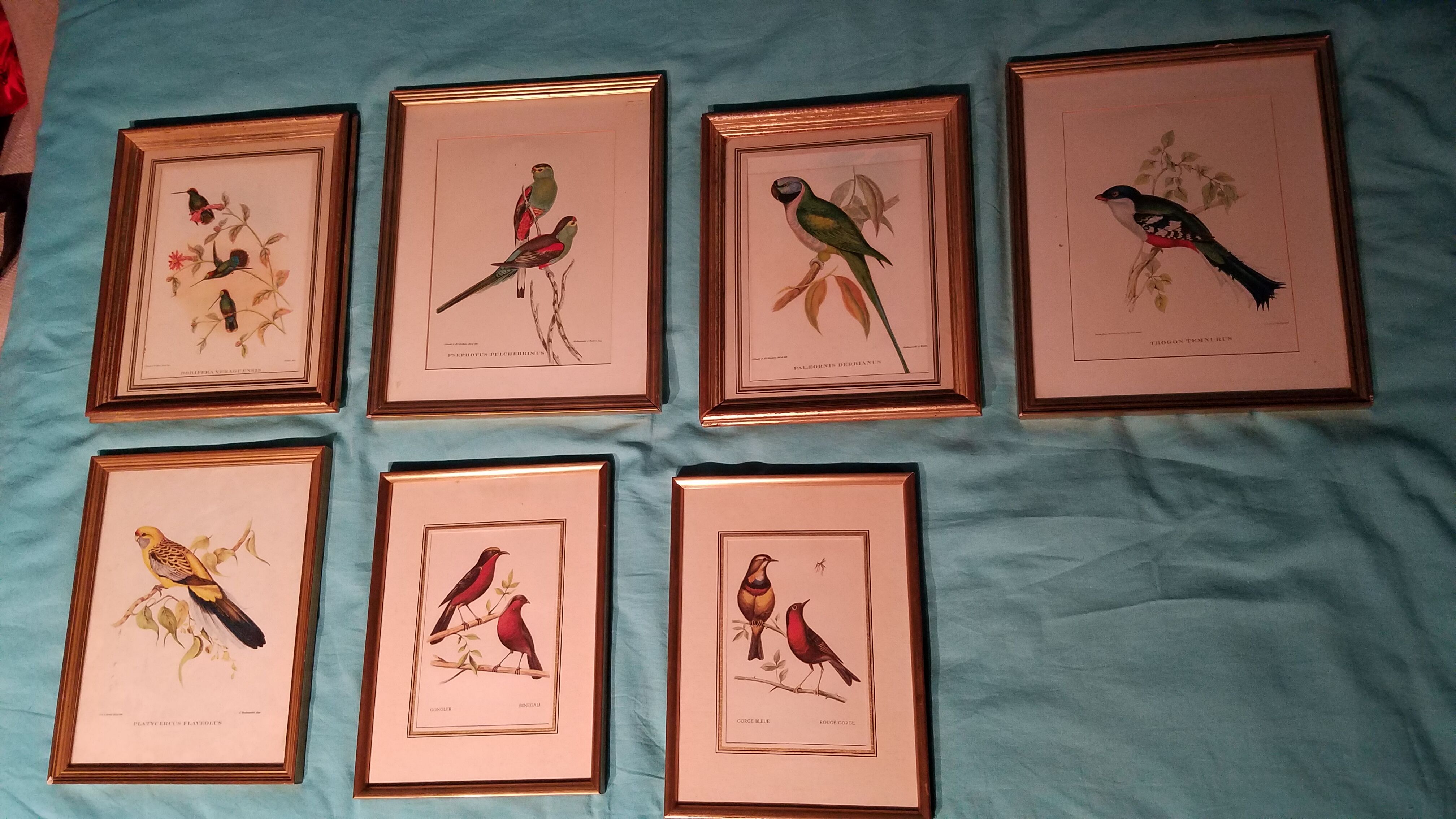 Ensemble de 7 lithographies ornithologiques encadrées