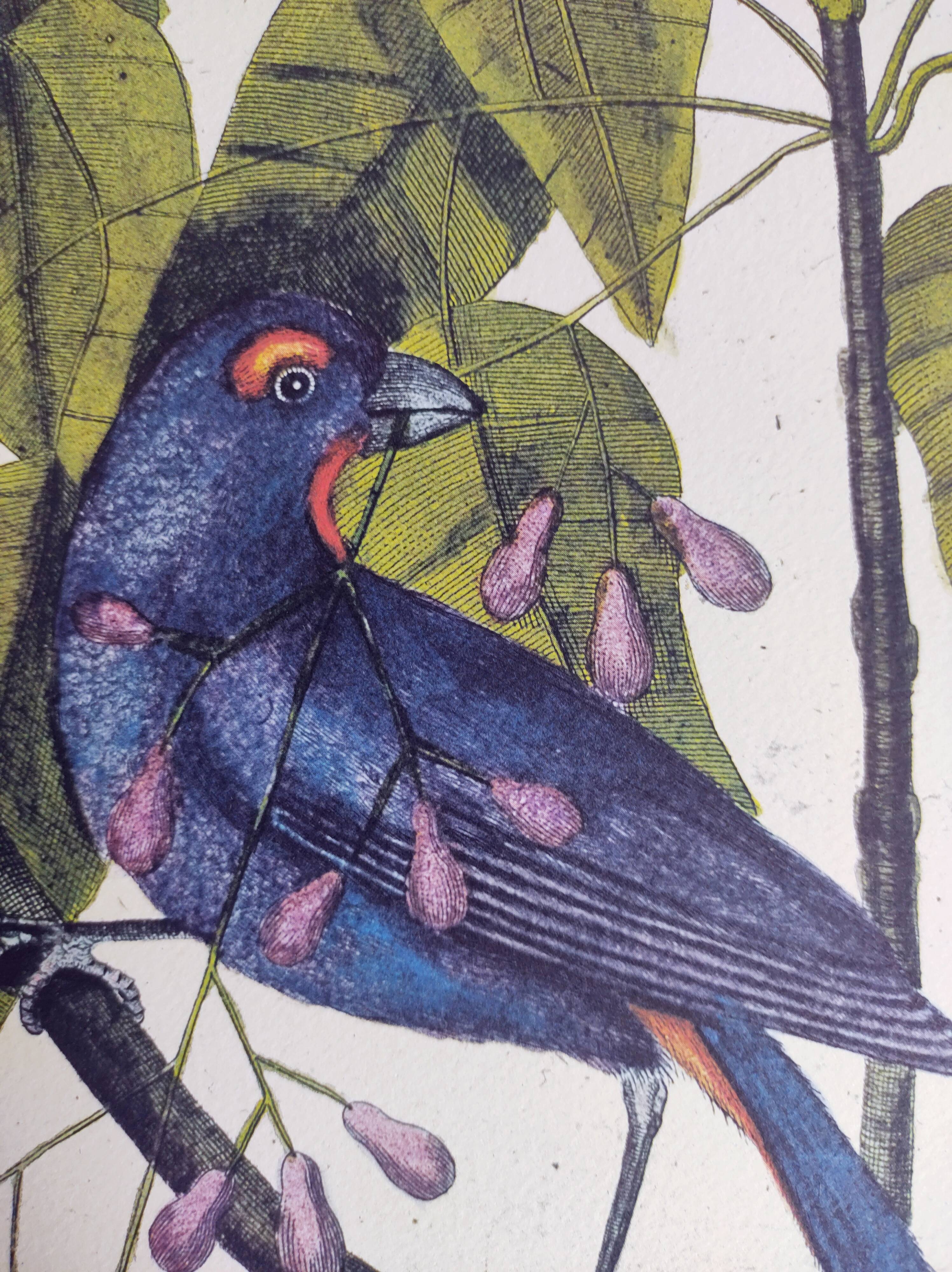 Gravure ancienne oiseau -Gros Bec Violet- Planche animal et nature de Seligmann & Catesby