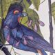 Gravure ancienne oiseau -Gros Bec Violet- Planche animal et nature de Seligmann & Catesby