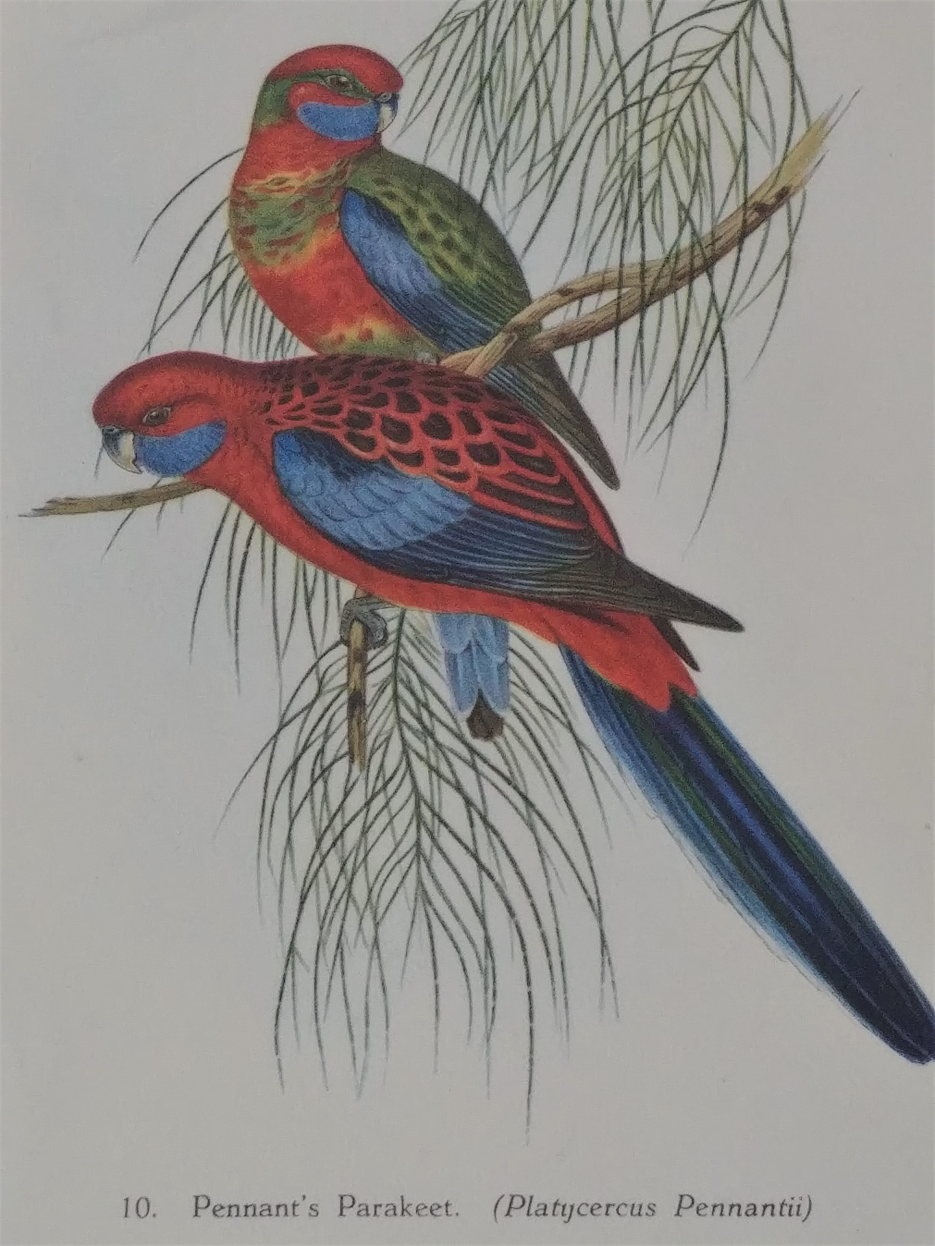 Three engravings of exotic birds