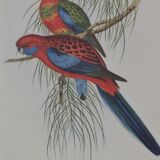 Three engravings of exotic birds