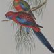 Three engravings of exotic birds