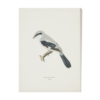 Lithographie en couleurs d'Histoire naturelle Pie-grièche grise 1929