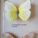 Taxidermy Butterflies