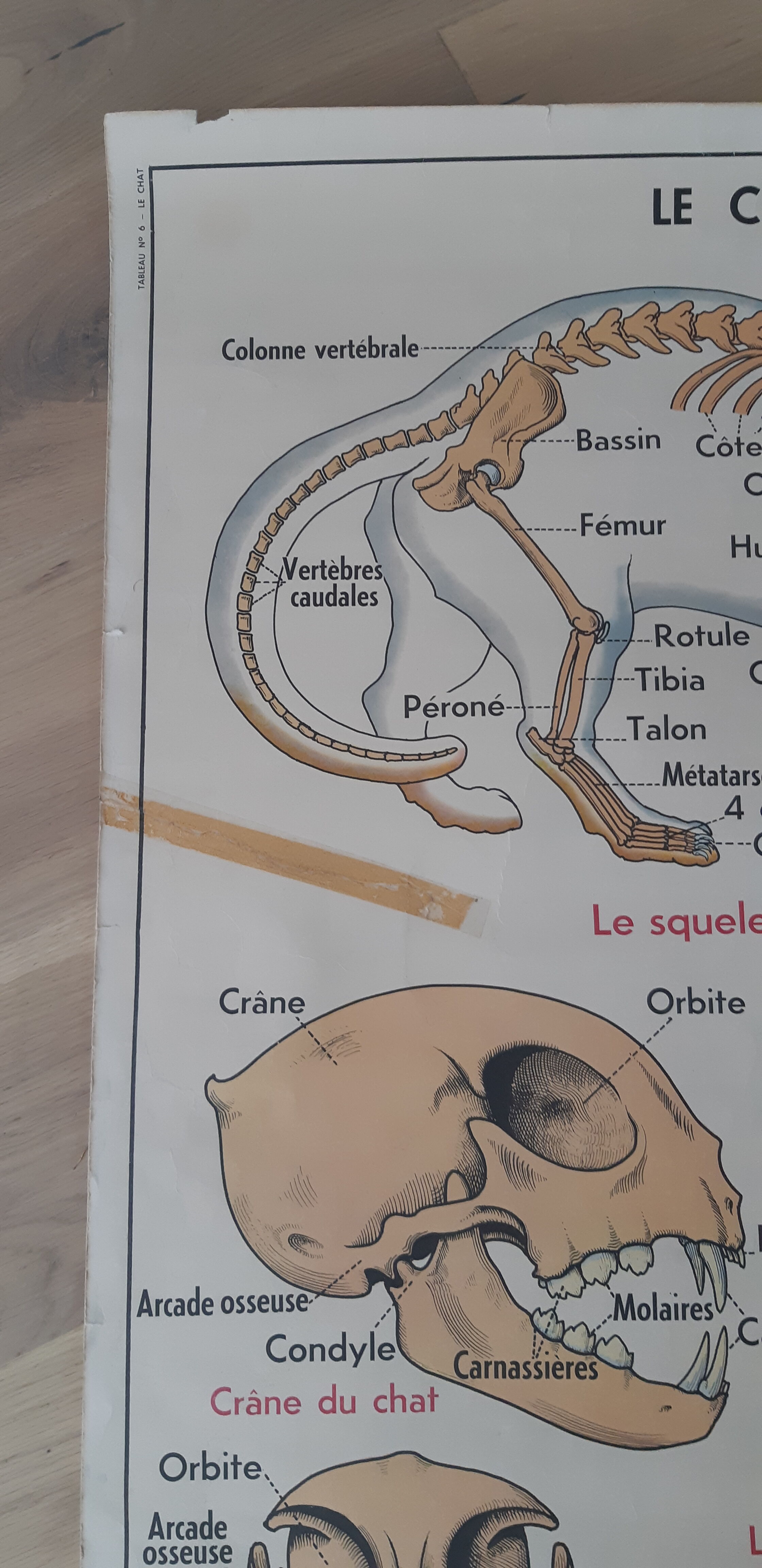 School poster pig and cat