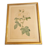 Redouté white rose pj frame