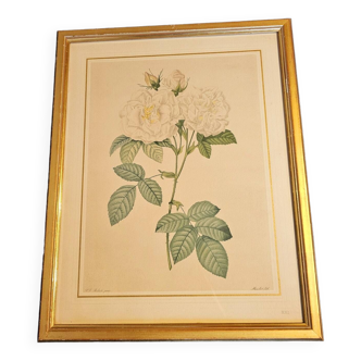 Redouté white rose pj frame