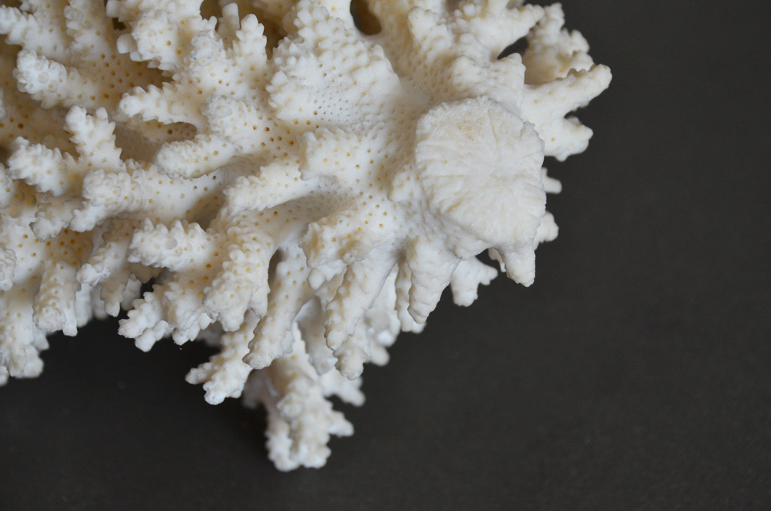 Coral vintage 70s branch