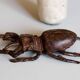 Sculpture / paperweight large deer antique bronze beetle