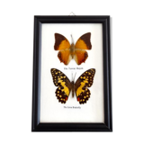 Black frame to 2 butterflies