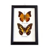 Black frame to 2 butterflies