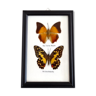 Black frame to 2 butterflies