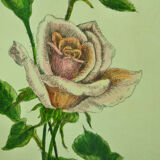 Pair of ancient lithographs of signed floral engravings to be identified