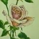 Pair of ancient lithographs of signed floral engravings to be identified