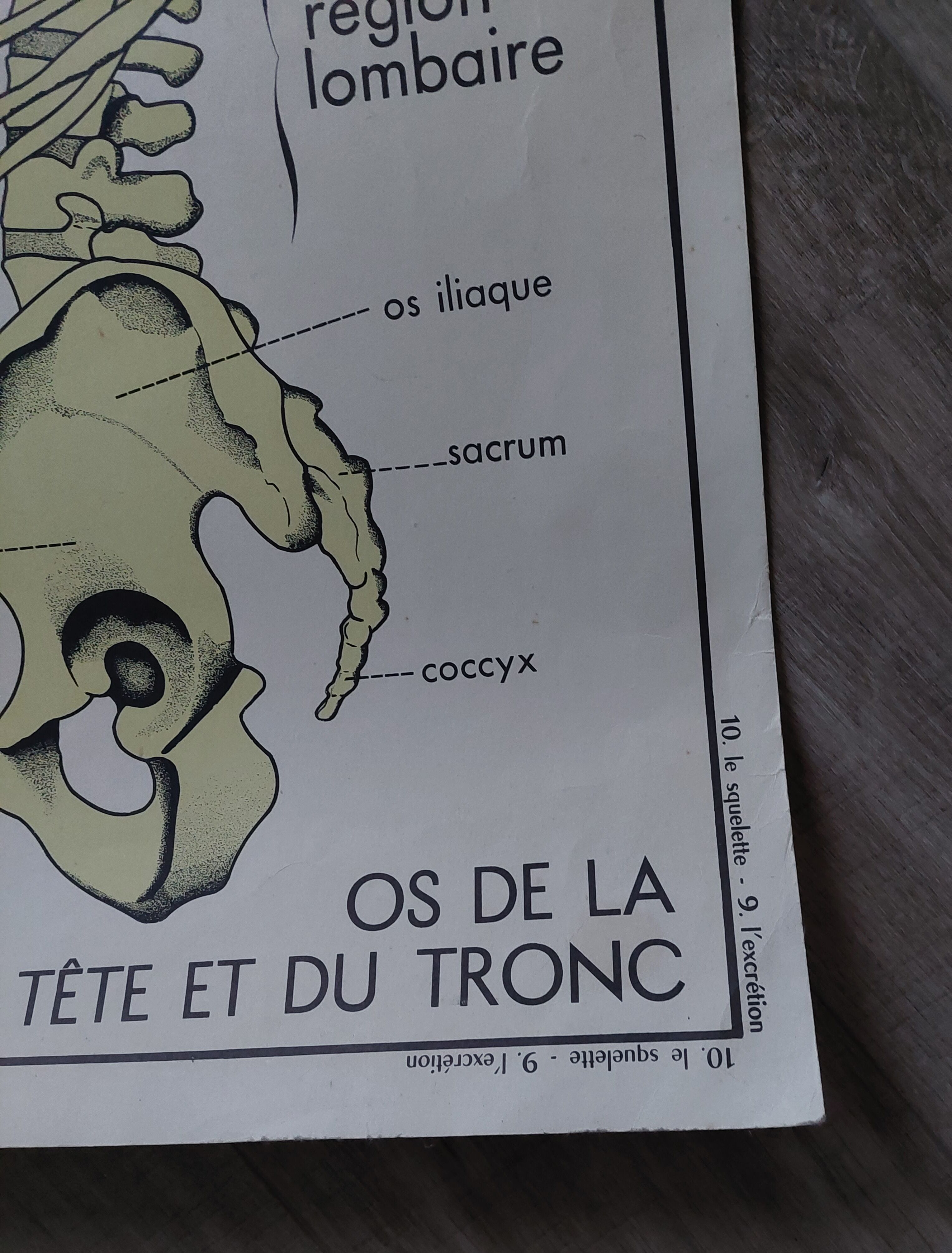 Rossignol school poster: the skeleton/excretion