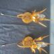 Pair of vintage Italian Hollywood Regency style sconces