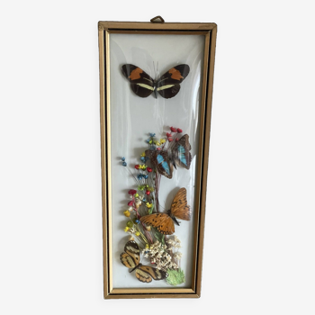 Frame decorated with naturalized butterflies