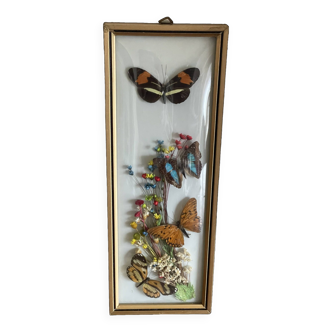 Frame decorated with naturalized butterflies