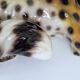 Large porcelain sculpture pair of leopards Italy 1970s Ronzan style