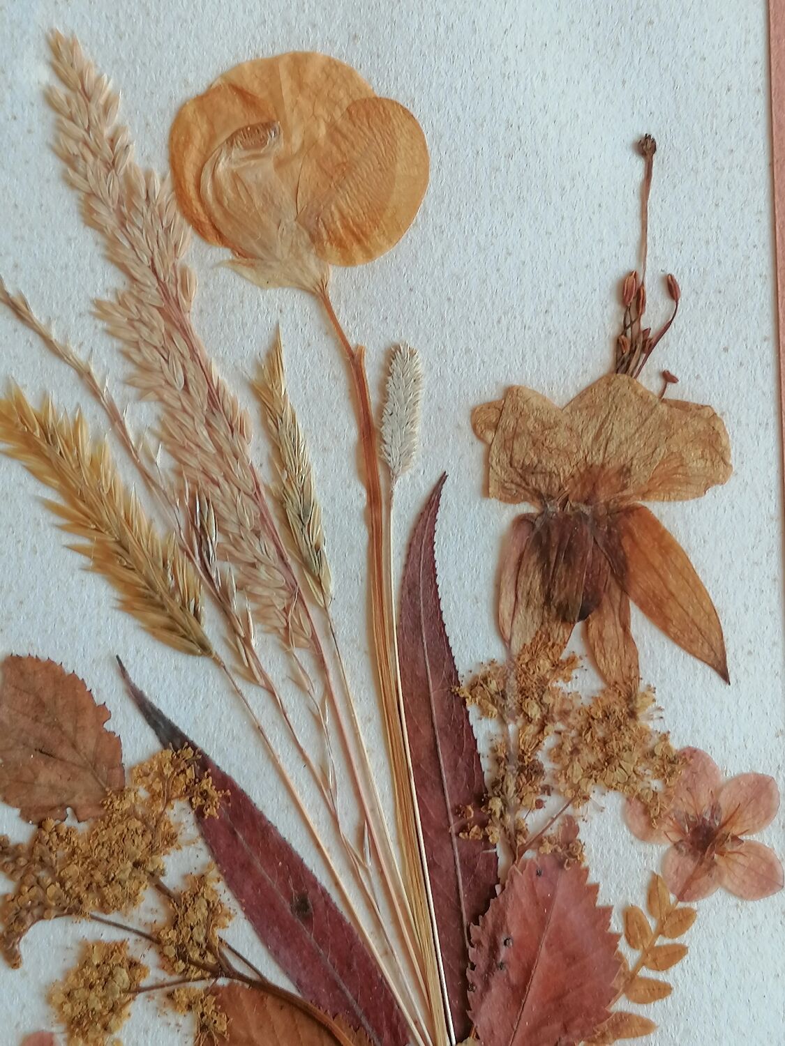 Authentic herbarium signed