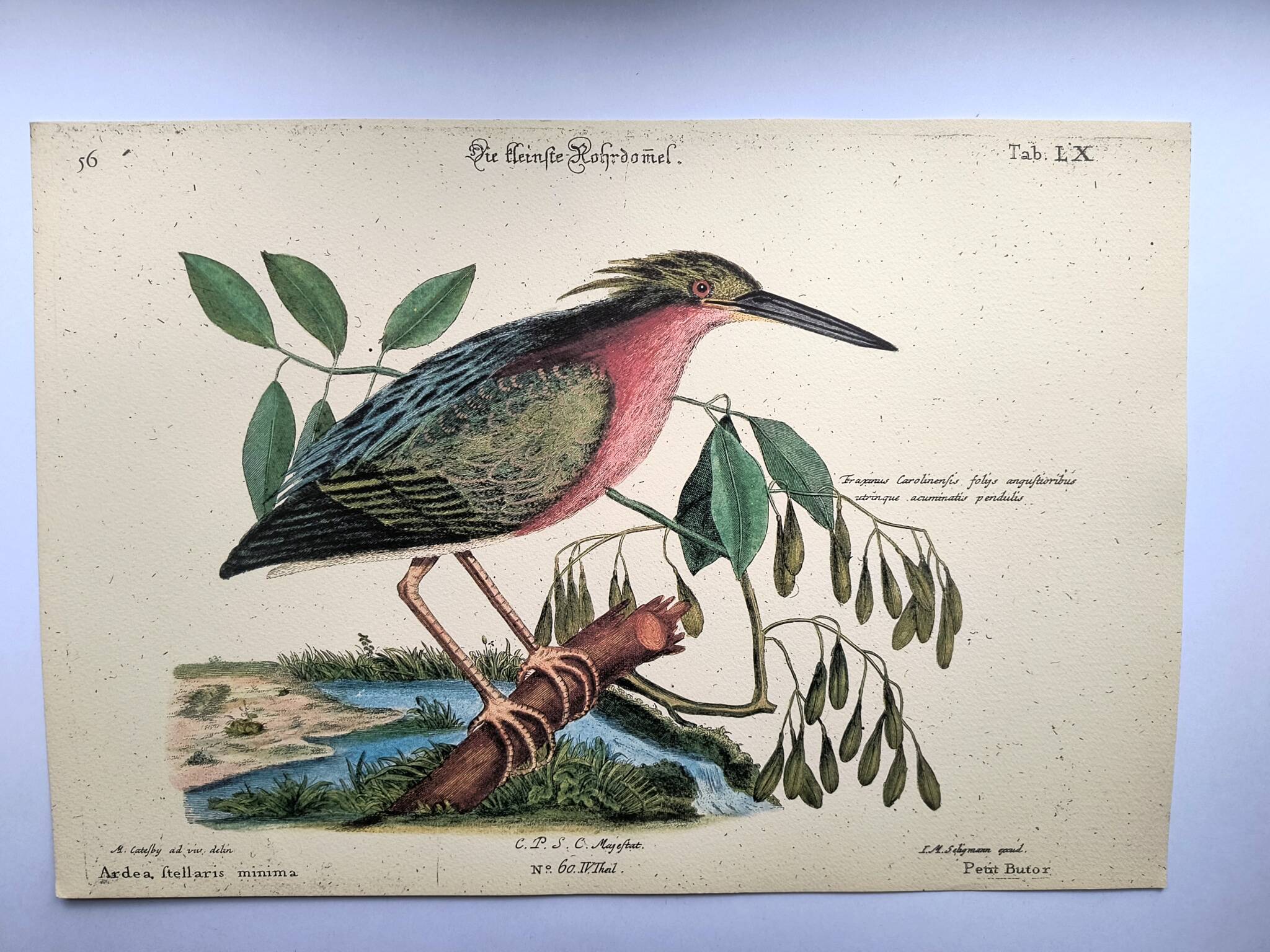 Zoological bird engravings - Little Bittern - Old plate by Seligmann