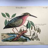 Zoological bird engravings - Little Bittern - Old plate by Seligmann