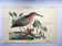 Zoological bird engravings - Little Bittern - Old plate by Seligmann
