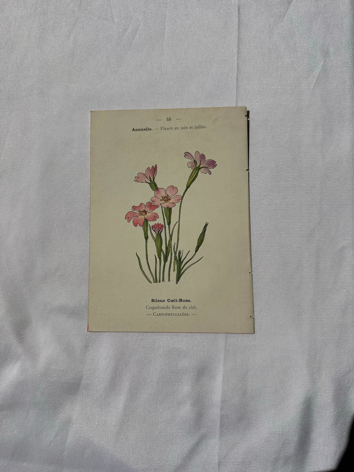 Botanical plate engraving flower France double-sided circa 1800 coloured