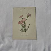 Planche botanique gravure fleur France double face circa1800 colorée