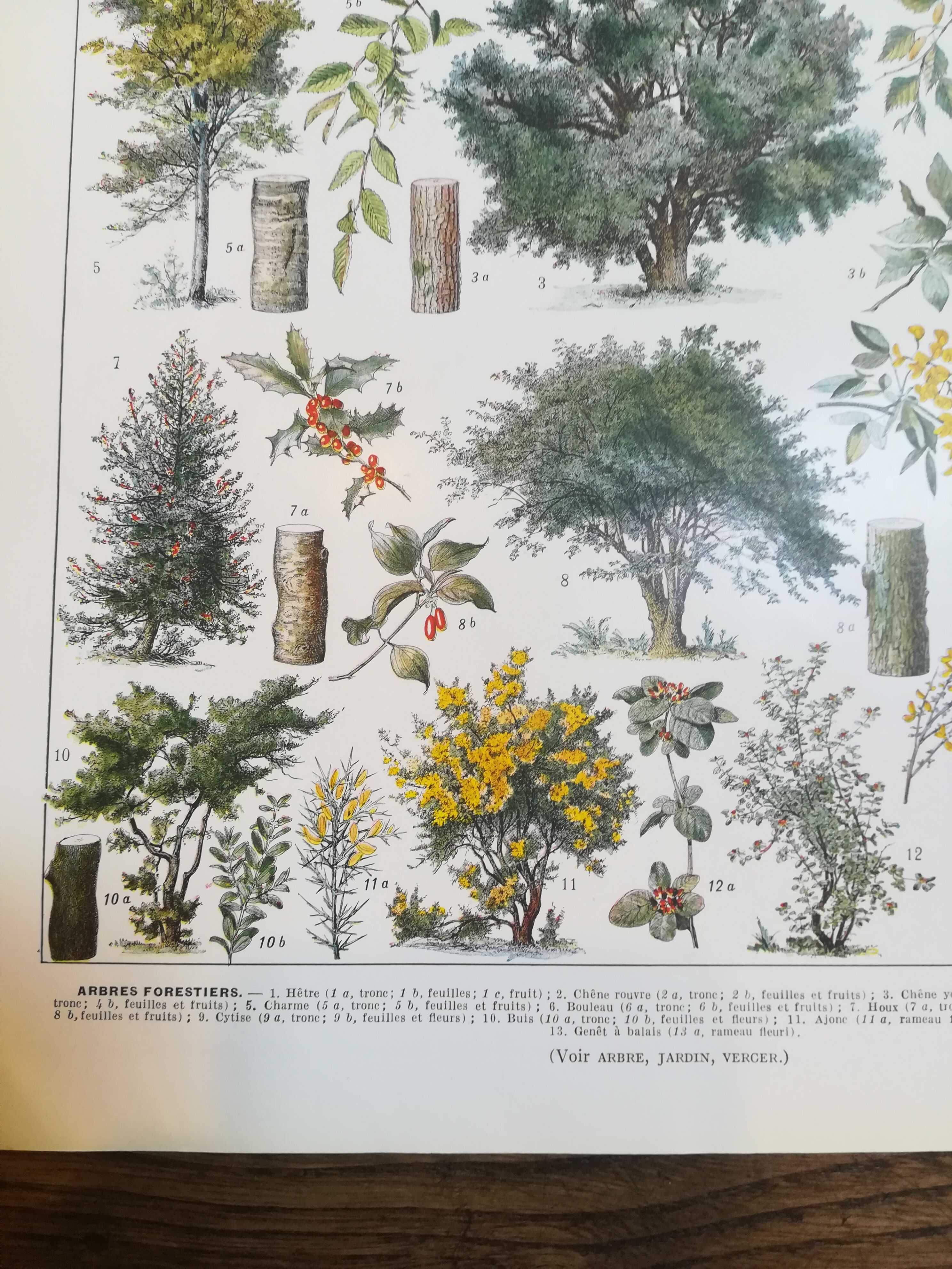 Lithographie sur les arbres de 1928 "hêtre"