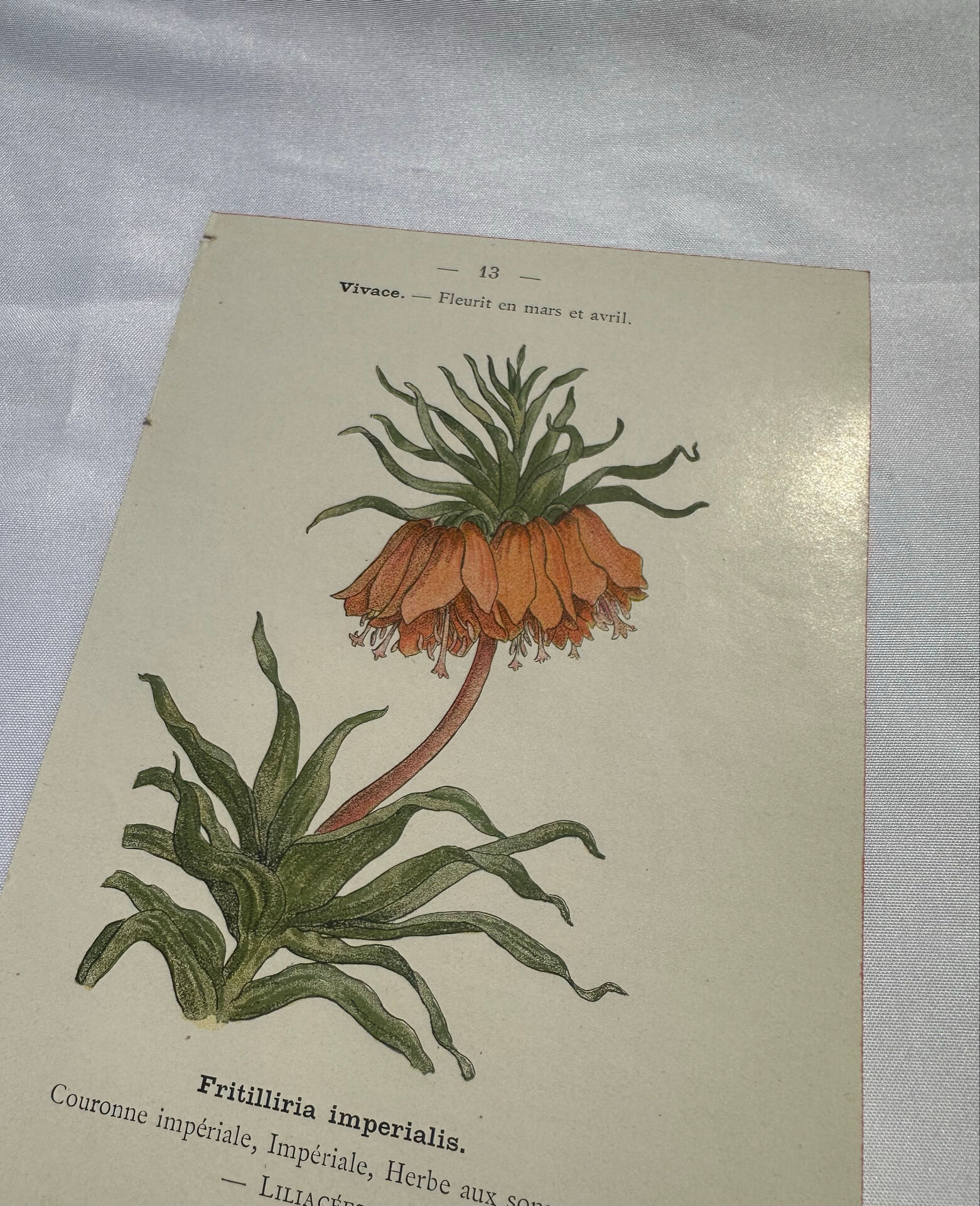 🌿 Botanical Plate Old Naturalist Engraving 19th Century Double-Sided A