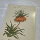 🌿 Botanical Plate Old Naturalist Engraving 19th Century Double-Sided A