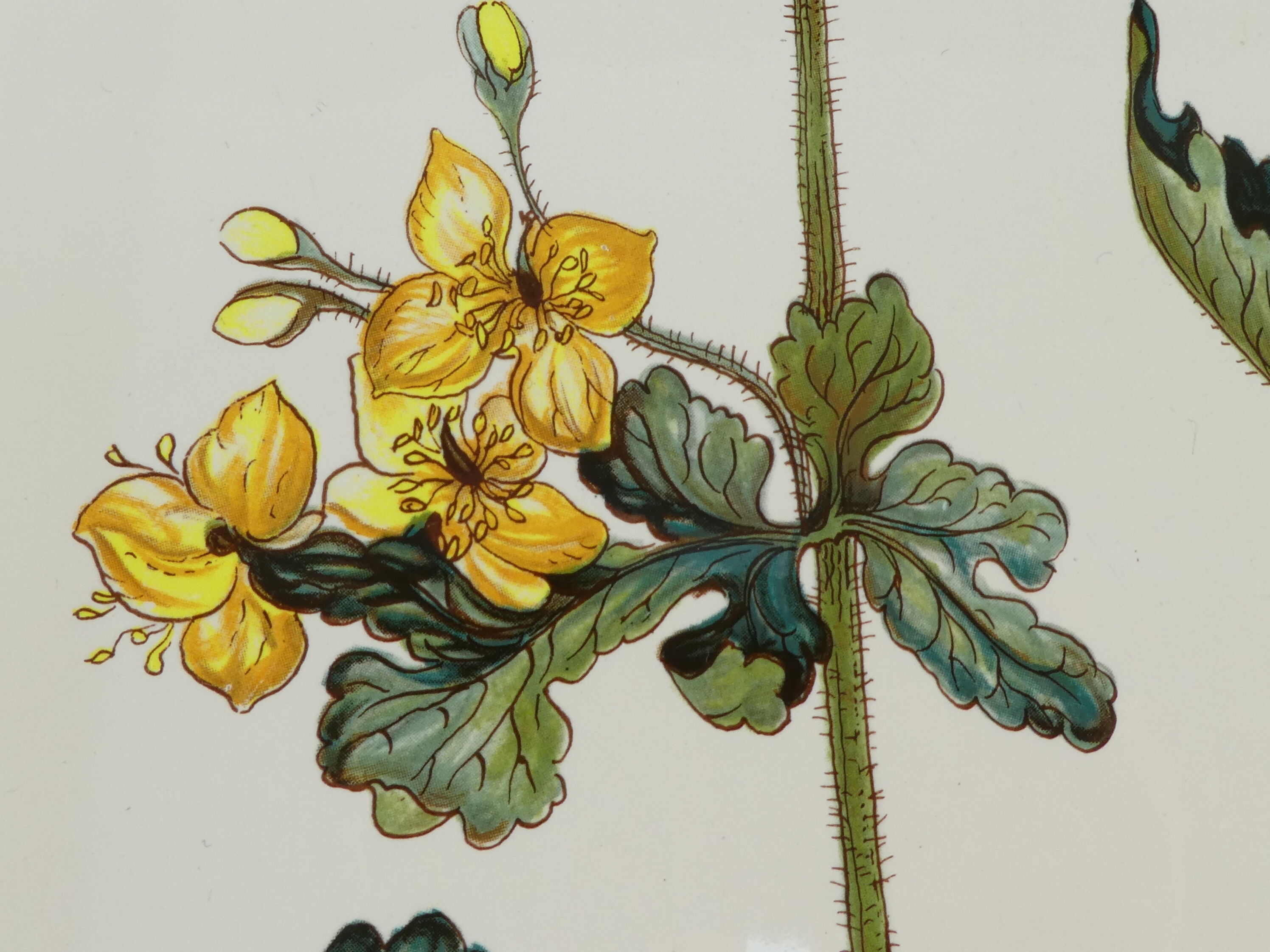 Large oval dish VILLEROY and BOCH model Botanica