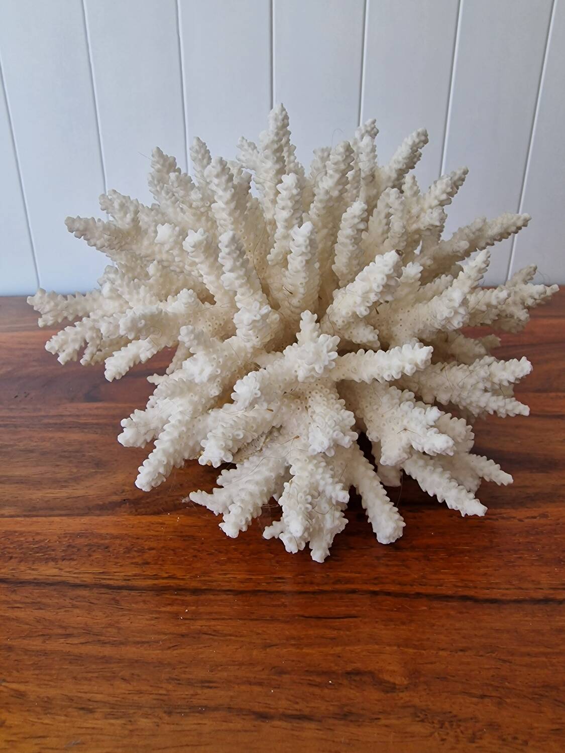 Large white coral